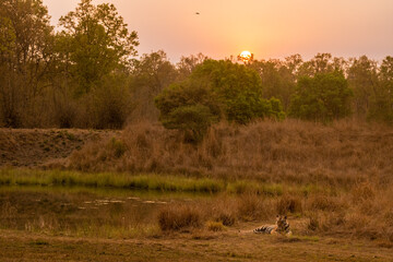 wild male bengal tiger or panthera tigris resting in sunset near water body or pond in evening dusk light in hot summer season safari at bandhavgarh national park forest reserve madhya pradesh india