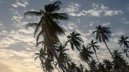 Coconut palm trees, beautiful tropical background