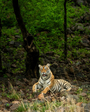 wild female bengal tiger or panthera tigris with face expression and eye contact in natural scenic green and isolated black background in safari at ranthambore national park forest rajasthan india