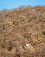 wild male leopard or panther or panthera pardus resting on big rock on hills or mountains landscape...