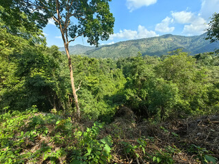Fototapeta na wymiar A mountain covered with jungle