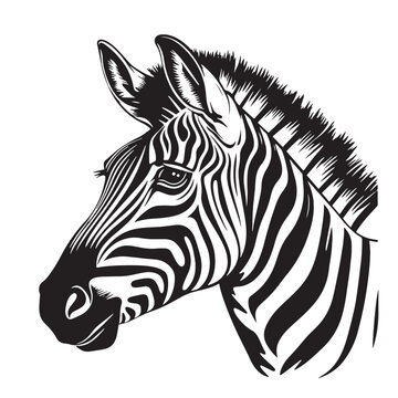 Zebra Head Sketch Hand Drawn Graphic Safari Animals Vector Illustration
