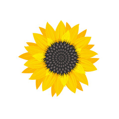 Yellow sunflower and sunflower seeds Vector illustration isolated on white background , Flat style.