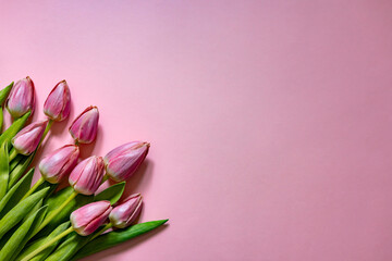 Bouquet of pink tulips on pink background. Mothers day, Valentines Day, Birthday celebration concept.