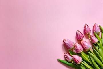 Bouquet of pink tulips on pink background. Mothers day, Valentines Day, Birthday celebration concept.