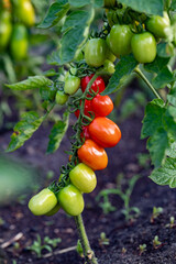 Beautiful red ripe cherry tomatoes grown in a greenhouse. Close-up of a branch with tomatoes.