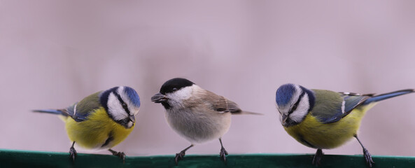 A trio of small birds, two blue tits and one black-headed one, sitting on a blurred gray...