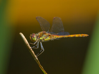 A common darter dragonfly resting in the sun