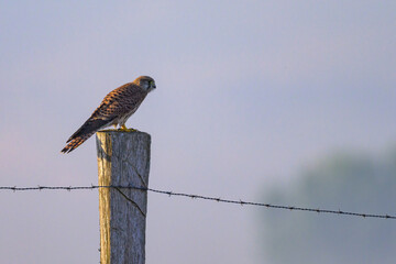 A Common Kestrel sitting on a wooden pole
