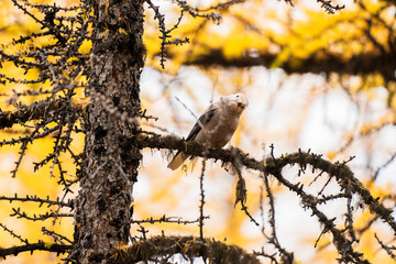 Clark's Nutcracker ( Nucifraga columbiana ) perching on a branch of yellow larch tree. Larch Valley, Banff National Park, Canadian Rockies, Alberta, Canada. Close-up shot.