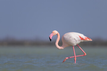 A Greater Flamingo walking in the water looking for food