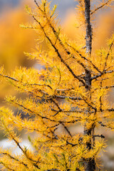 Close-up branch of larch in autumn, golden yellow conifer leaves in soft focus of the background.