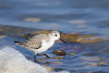 Obraz premium A Sanderling running along the shore of the sea