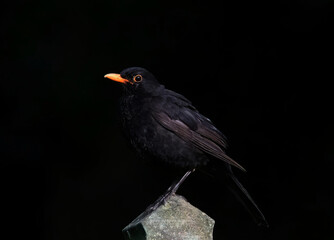 A side view of a male blackbird perching on a concrete post blending in with a dark background. 