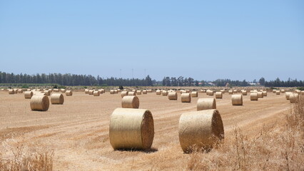 hay bales in the field