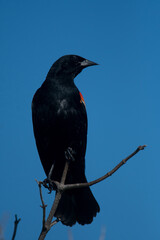 Red-Winged Blackbird perched atop a branch looking to the side