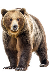Fototapeta premium Majestic brown grizzly bear showcasing wild beauty and raw power isolated on a white background
