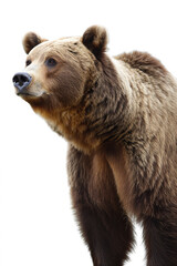 Majestic brown grizzly bear showcasing wild beauty and raw power isolated on a white background