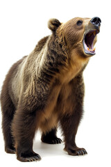Majestic brown grizzly bear caught mid-roar, displaying its powerful teeth, embodying wilderness and raw animal strength.