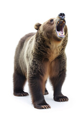 Fototapeta premium Majestic brown grizzly bear caught mid-roar, displaying its powerful teeth, embodying wilderness and raw animal strength.