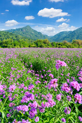 Mountain valley and blue sky with flower.