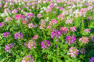 Beautiful colorful spider flowers blossom in the field