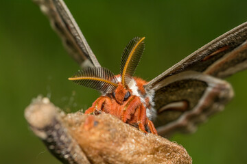 Cecropia Moth - Hyalophora cecropia
