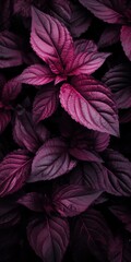 Purple basil leaves background, top view, vintage tone. Selective focus.