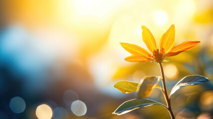 Blossom with Sky Bokeh: Colorful Nature Scene and Floral Elegance
