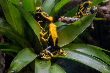 Frosch gelb schwarz drei