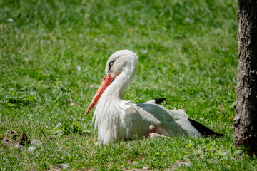 Storch in der Wiese Auge geschlossen