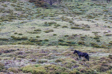 Snowy Mountains Brumbies View near Thredbo in Australia