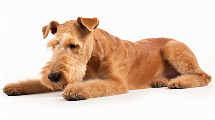 Lakeland Terrier Dog lie dog lie view from the side - obrazy, fototapety, plakaty