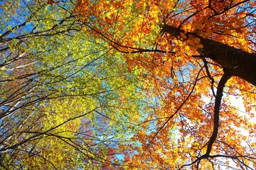 colorful forest of trees with yellow and red leaves in autumn seen from below