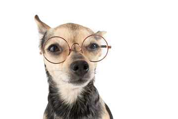 Dog with glasses, veterinary training, studying, eye care, medical education
