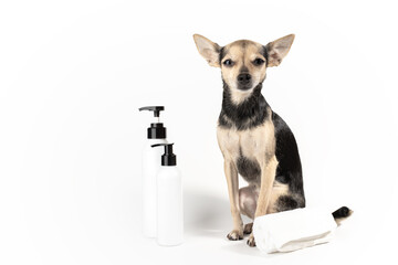 dog with shampoo bottles and towel on white background, bathing pet, washing dog paws