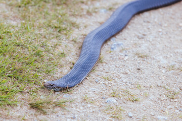 Highlands Copperhead Snake
