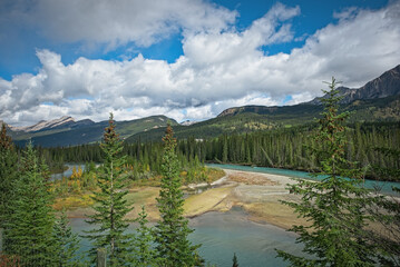 river in the forest