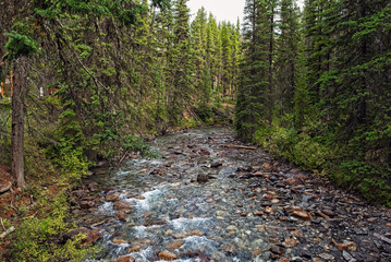 creek in the forest
