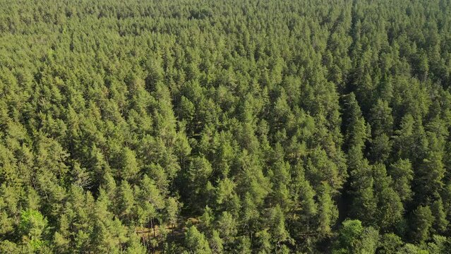 Aerial view of the forest. Drone flying over the green pine trees. Woodland from above on a sunny day.