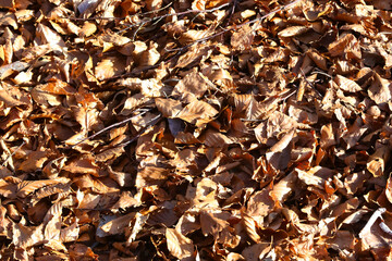 background of dry deciduous leaves in winter fallen from trees