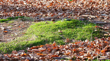 green patch of damp moss in the undergrowth in winter with the dry leaves fallen