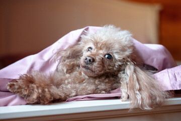 a small dog of that poodle breed is lying on the bed, a cute pet in the bedroom