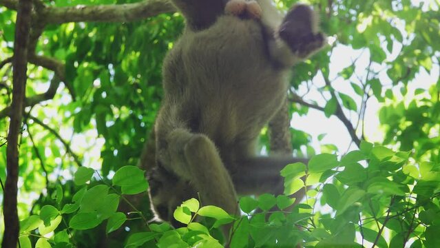 Woolly Spider Monkey on Tree