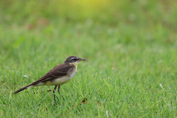 Eastern Yellow Wagtill small bird alone in the park 