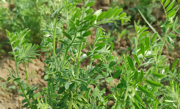 Lentil plant growing close up.Macro photo of a lentil (Lens culinaris) flower in a field.