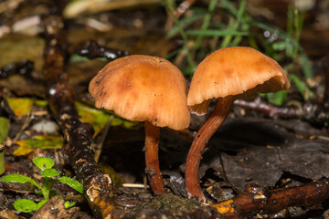 Deceiver Mushroom - Laccaria laccata