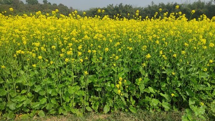 Obraz premium Mustard plant in the botanical area.
