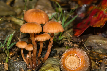 Deceiver Mushroom - Laccaria laccata