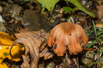 Deceiver Mushroom - Laccaria laccata